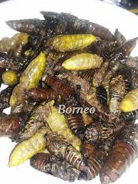 Look through examples of cengkerik translation in sentences, listen to pronunciation and learn grammar. Borneo Siapa Pernah Makan Nama Cengkerik Tonggeret Facebook