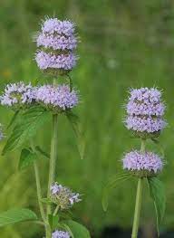 Ohio Horsemint Blephilia Ciliata Plants Native Plants Wild Flowers