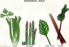 053 Vegetables Stalk Jpg 599 413 Vegetable Pictures Picture Dictionary Vegetables