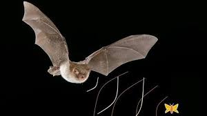 Rezultate imazhesh për lakuriqat