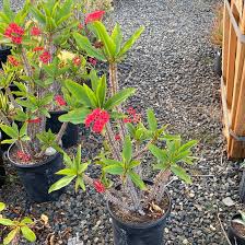 Image result for Euphorbia memoralis