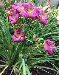(texas feathered fancy x lavender blue baby). Photo Of The Entire Plant Of Daylily Hemerocallis Lavender Blue Baby Posted By Scflowers Garden Org
