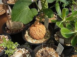 Image result for Coccinia mildbraedii