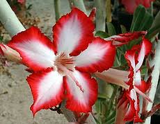 Image result for Adenium multiflorum