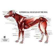 Canine Meridian Chart