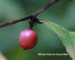 Image result for Flacourtia