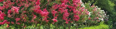 I've been in the green industry business since 1980, but the first time i ever saw what i knew was a red flowering crape myrtle bloom white was in 2013. Crepe Myrtle The Perfect Summer Flowering Tree Flower Power