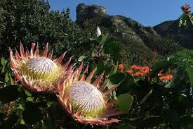 Kirstenbosch Sanbi Most Beautiful Gardens Beautiful Gardens Gardens Of The World