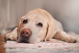 The primary tumor might also create signs such as increased thirst, weight loss or diarrhea. Cancer In Dogs 12 Signs To Look Out For Reader S Digest