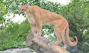 We did not find results for: Walkers Spot Three Foot High Big Cat The Size Of A Mountain Lion During Woodland Hike Daily Mail Online