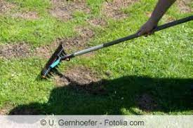 We did not find results for: Alten Rasen Neu Anlegen So Geht S Schritt Fur Schritt Hausgarten Net