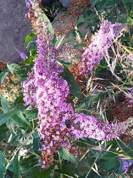 Image result for Buddleja davidii