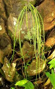 Image result for Vittaria