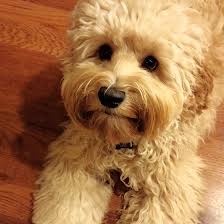 Maybe you would like to learn more about one of these? Lakebluelabradoodles Labradoodle Puppies For Sale Labradoodle Puppies
