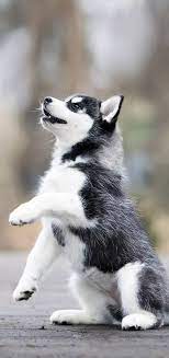 Dog Wallpaper By Mohakthakur 97 Free On Zedge In 2021 Cute Husky Puppies Husky Puppy Husky Puppy Training