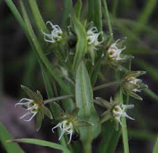 Image result for Aspidoglossum glabellum