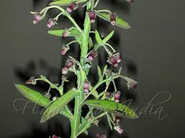 Image result for Laggera