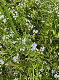Image result for Limeum myosotis