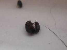 Ridiculous red round bug with yellow wings, bulging eyes, broad smile, lot of limbs and small black. Ask Extension