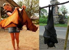 Swifty Com Australia Animals Australia Animals Scary Australia Pictures