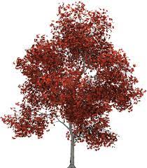 Imgur Post Imgur Tree Photoshop Red Maple Tree Trees To Plant