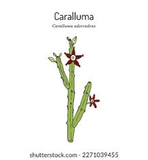 Image result for Grona adscendens