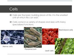 Visit our website for more information about our services or to speak to an expert. 4a Cell Structure And Function