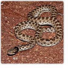 Snakes In Phoenix And Rattlesnakes Of Arizona Safe And Humane Rattle Snake Removal Snake Snake Removal Reptile Snakes