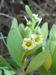 Image result for Diospyros loureiriana