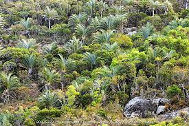 Image result for Raphia farinifera