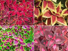 This plant is mainly grown for its foliage (leaves can reach 7 inches in length); Coleus Plants How To Grow Care For The Mayana Plant