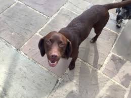 Meanwhile, bonnie learns the apartment complex management has asked the tenants to give her performance. Dogs Rushed To Emergency Vet After Eating Mouldy Food Waste Vets Now