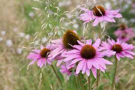 We've rounded up the best perennial flowers and plants to grow this year — and all the years following — complete with their zone requirements, sunlight needs, and optimal blooming times. Five Summer Perennials For July Bbc Gardeners World Magazine