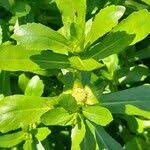 Image result for Enydra fluctuans