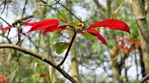 Image result for Euphorbia pulcherrima