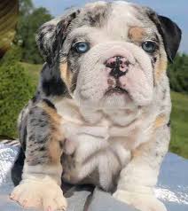 See more ideas about bulldog, english bulldog, dogs. Merle Exotic English Bulldog Novocom Top