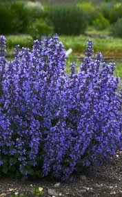 This beautiful perennial is one of the first to offer color in the spring. Cat S Pajamas Catmint Nepeta Hybrid Long Blooming Perennials Flowers Perennials Perennials