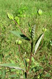 Image result for Sida alba