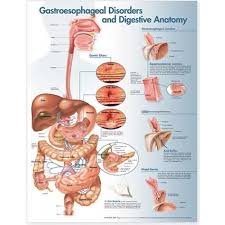 gastroesophageal disorders and digestive anatomy chart poster laminated