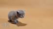 SILVERTALES CATTERY - British Shorthair, British Kitten