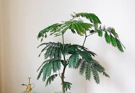 植物コラム 夜になると眠る観葉植物エバーフレッシュ Lovegreen ラブグリーン