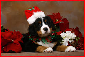Check spelling or type a new query. 53 Christmas Dog Desktop Wallpaper On Wallpapersafari