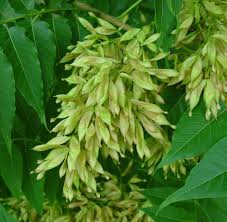 Image result for Ailanthus