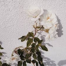 Rumineely White Aesthetic Flowers No Rain No Flowers