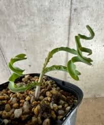 Image result for Dipcadi platyphyllum