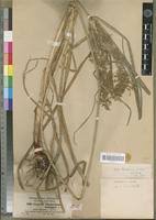 Image result for Cyperus fischerianus