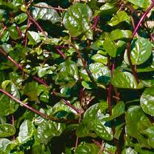 Image result for Basella