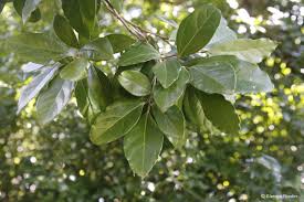 Image result for Cryptocarya woodii