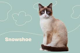 No cat, including siamese, are hypoallergenic. Snowshoe Cat Breed Information Characteristics Daily Paws