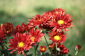 Pin By Kumar Manish Chaubey On Plants Fruits Flowers Fruit Flowers Plants Flowers